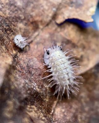  Isopoda! Näitä Pieniä Sikoja Vapaasti Kulkevia Merten Pohjilla ja Kasteissa Etenkin Ruohoissa