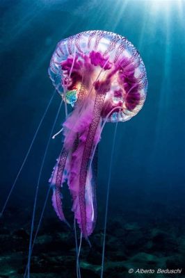  Kirkkaanvärisen Kelp Jellyfishin Ihanat Siivet!  Selvitä Miksi Tämän Hydrozooan Käyttäytyminen On Todellakin Uniikkia