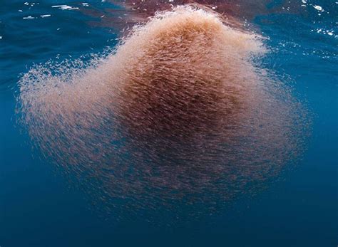  Krill! Have You Heard About These Tiny Ocean Wanderers That Swarm Like Clouds?