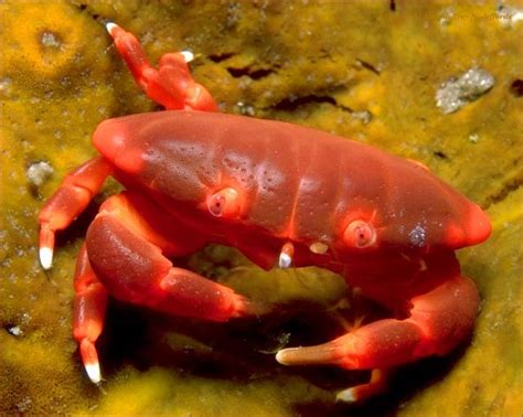  Ylang-Ylang Crab: This Striking Deep-Sea Dweller Can Be Found Hiding Among Coral Reefs and Exhibits Remarkable Camouflage Abilities