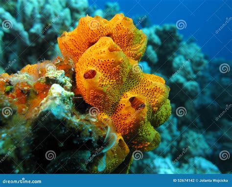  Dysidia! This Remarkable Sponges Exemplifies a Colorful Underwater Ecosystem