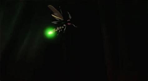  Firefly! A Glowing Jewel With Exquisite Winged Dance Moves