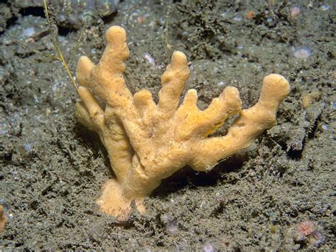 Isodictya:  A Sponge That Knows How to Rock and Roll With Underwater Currents!