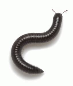  Millipede - A Curious Creature with Thousands of Legs!