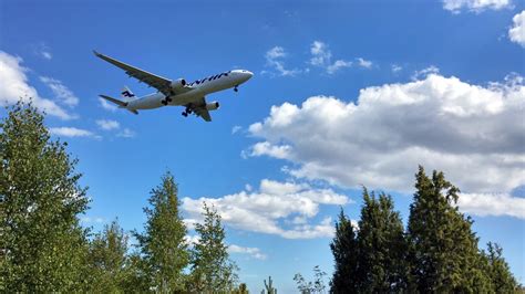 Oreilletiäinen – Kuuluisuutta nouseva pikkuinen lentokone on myös metsäekosysteemin tärkeä osa!