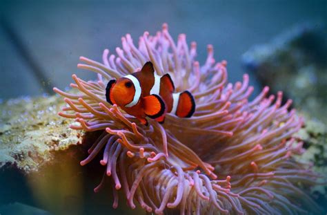  Peppered Sea Anemone: Korallien valtakuntaan kuuluva olento, joka muistuttaa elävää kukkaa ja loiskii meren pohjalla!