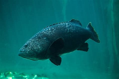 Queensland Grouper -  Kalan Kauniiden Kuvioiden ja Aavistamattomien Asioiden Asiantuntija!