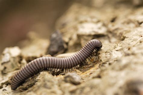  Sulkasuon millipedes!  These slow-moving decomposers play an important role in our ecosystems and are often overlooked despite their fascinating characteristics.