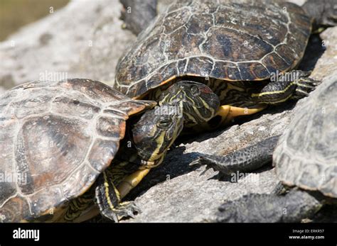  Terrapin: Entä jos kylmääverinen matelija voisikin olla ystävällisimpiä ja hauskimpia lemmikkijä maailmassa?