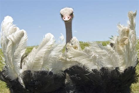 Why Do Ostriches Dance: A Symphony of Feathers and Mystery