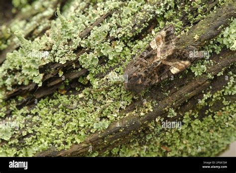  Yellow-spotted Owl Moth On A Nighttime Feast: Unveiling the Secrets Of A Nocturnal Beauty!