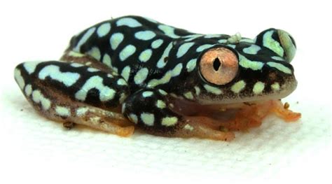  Zambezian Reed Frog: A Miniature Marvel Hiding in Plain Sight Among Lush Green Grasslands!